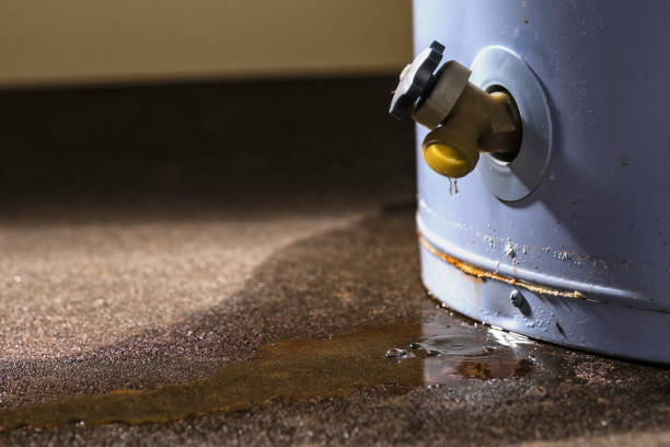 Best Mold removal after water damage  in Ludowici, GA