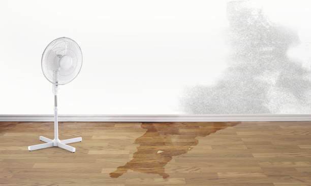 Best Water damage mitigation services  in Ludowici, GA